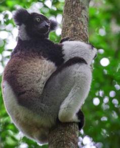 The Reserve is famous for the Indri which is the largest of all lemurs and whose calls can be heard widely during the mornings. There are 13 other lemur species found here.