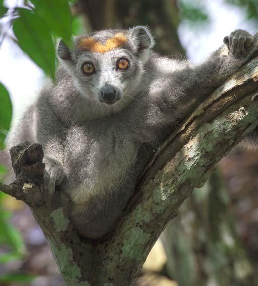Either this evening or tomorrow (before dinner) you shall have the opportunity of visiting a small island which is home to some extremely rare Aye-Aye lemur.
