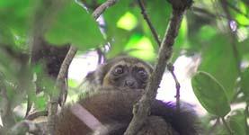 bellied lemur, eastern grey bamboo lemur, greater bamboo lemur, red-fronted brown