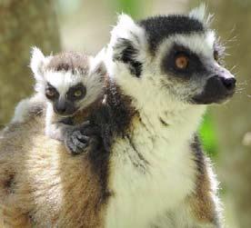 Anja Reserve is the most visited community-managed forest and ecotourist site in Madagascar.