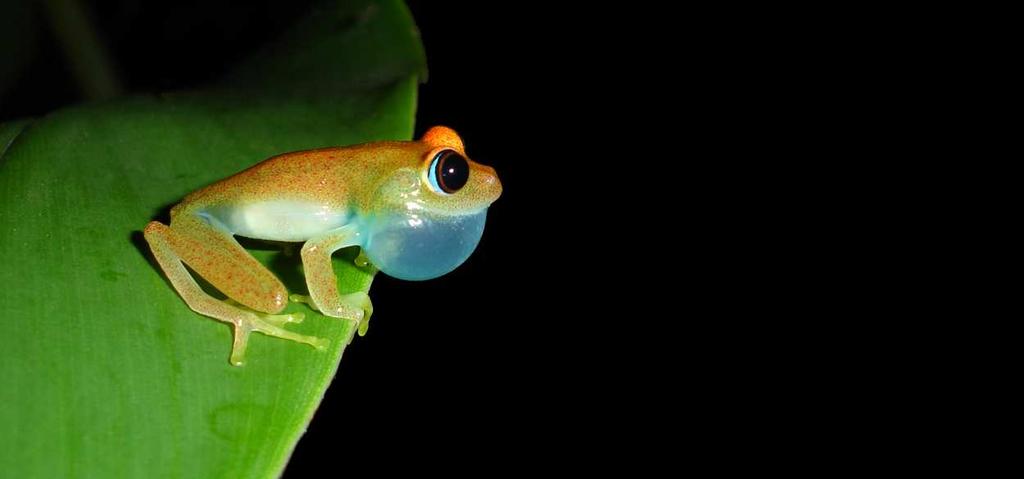 extraordinary leaf-tail geckos and painted mantella frogs.
