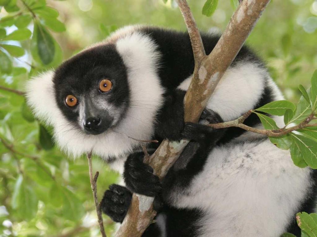 Perhaps search for some of the more elusive lemur species such as the eastern bamboo lemur, beautiful red-bellied lemur and common brown lemur.