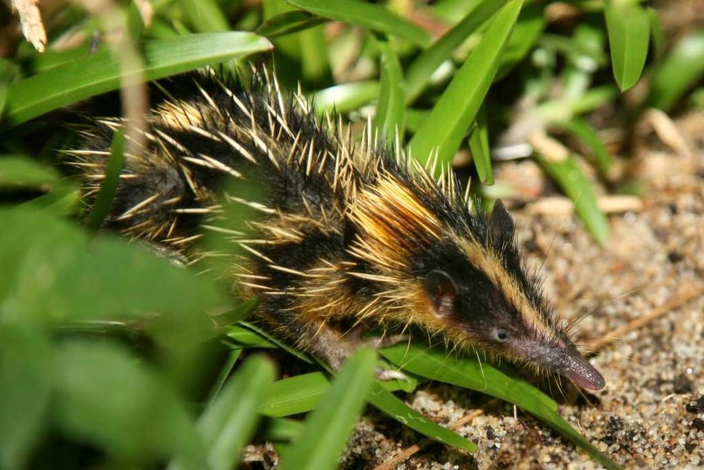 The reserve is also noted for its frequent sightings of the lowland streaked tenrec and ring tailed mongoose.