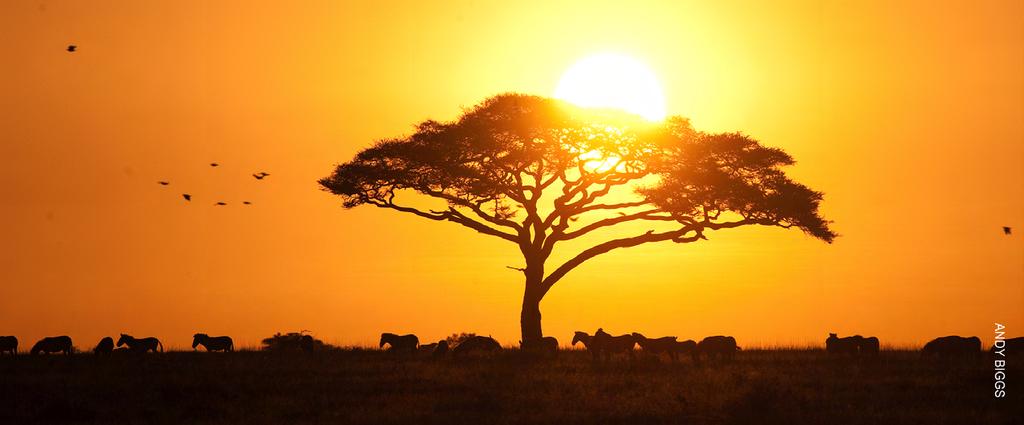 Why Tanzania? Visiting Tanzania will feel like stepping into your wildest dream.