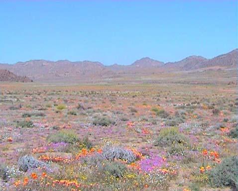 General Information about the work in Goegap Goegap Nature Reserve: Goegap is close to Springbok, the capital of Namaqualand. Goegap is a semi desert.