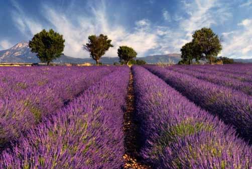 This Provence charter features English-only onboard commentary with inclusive sightseeing excursions balanced with choice to simply relax onboard, get a spa treatment or add sightseeing with optional