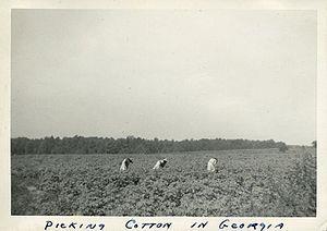 The South - Cotton Kingdom Cotton was dominant in the
