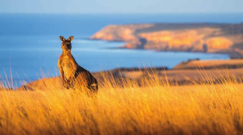 An experience like no other Kangaroo Island Odysseys specialise in small group nature and wildlife luxury experiences. Our eco-tourism accredited tours are first-class.