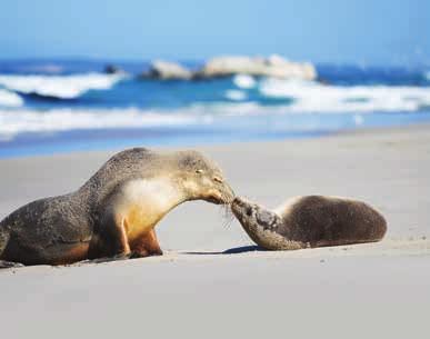 Let our guides amaze you Here s a sample of what you ll encounter on Kangaroo Island with Kangaroo Island