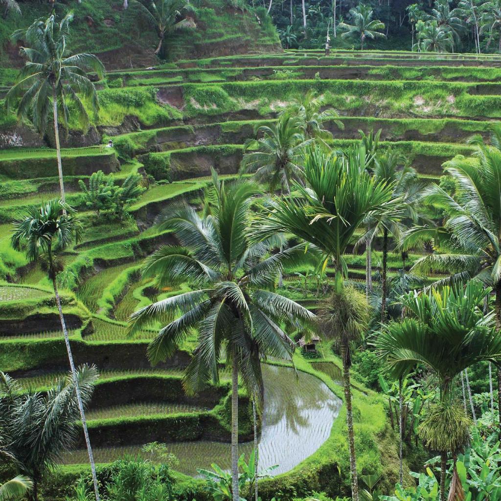 Ubud is a melting pot of cultures from all over the world, who have travelled from near and far be part of the Ubud lifestyle.