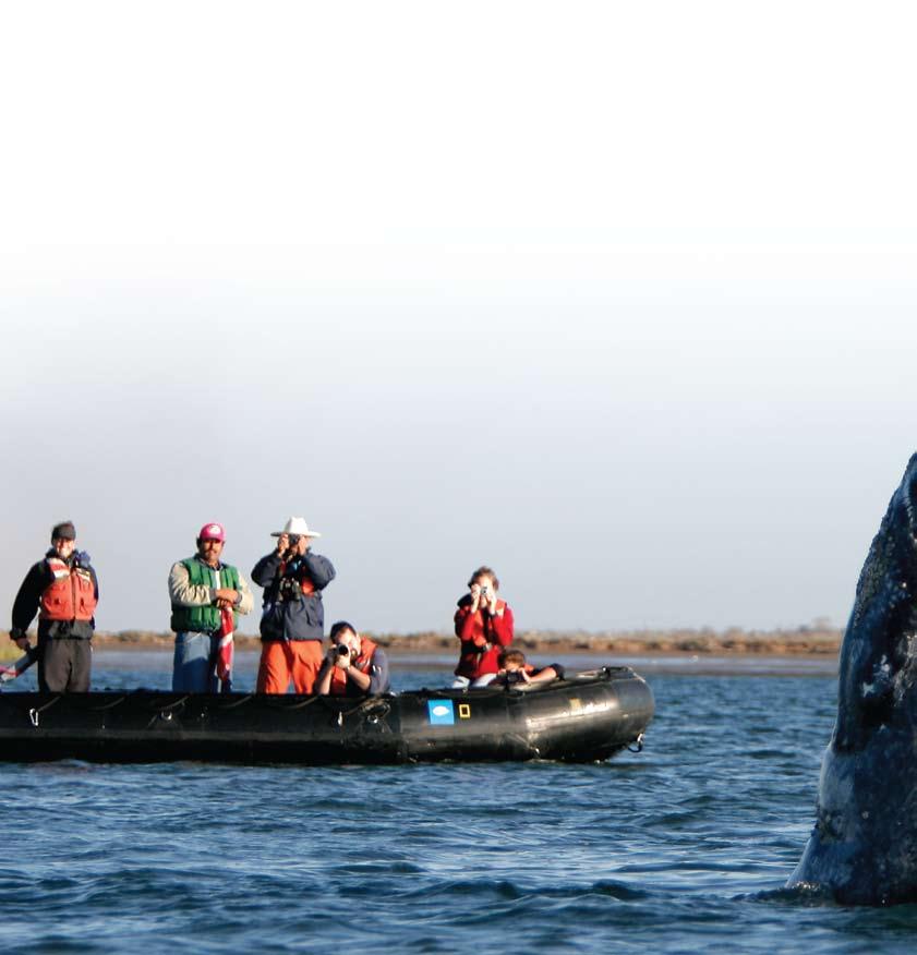 The Whales of Baja Who would think, flying over the red cliffs and arid plains of the Baja peninsula that it would be a place of vast productivity?