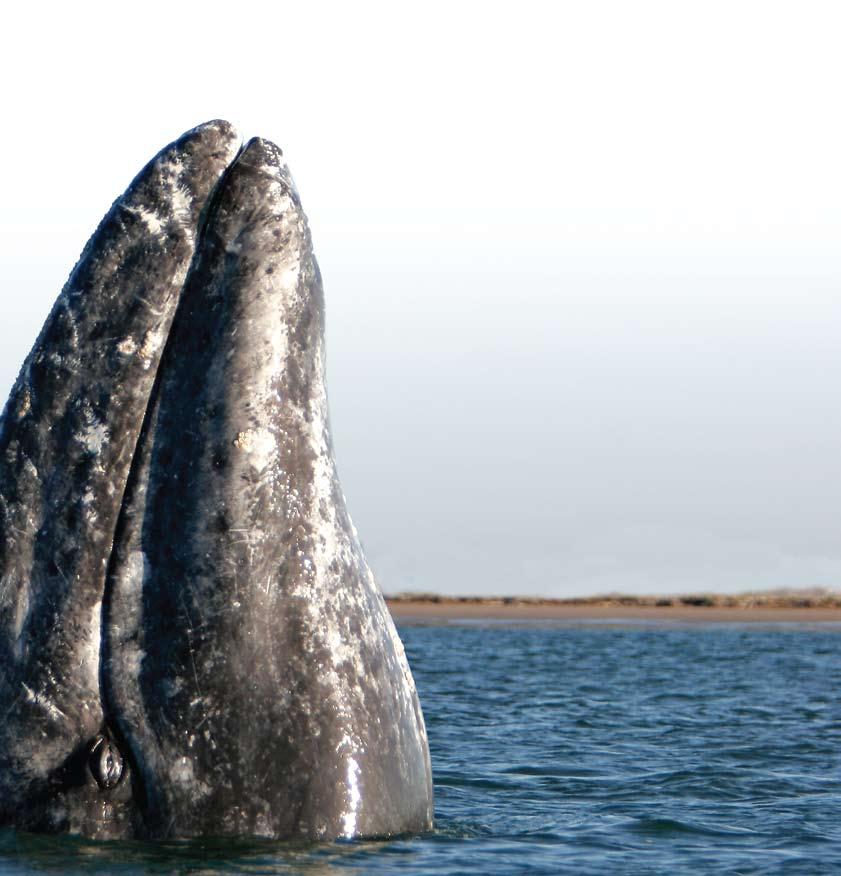 Left to right: the fin whale can live between 85 and 90 years; the sperm whale was the inspiration for Herman Melville s classic, Moby Dick; leaping