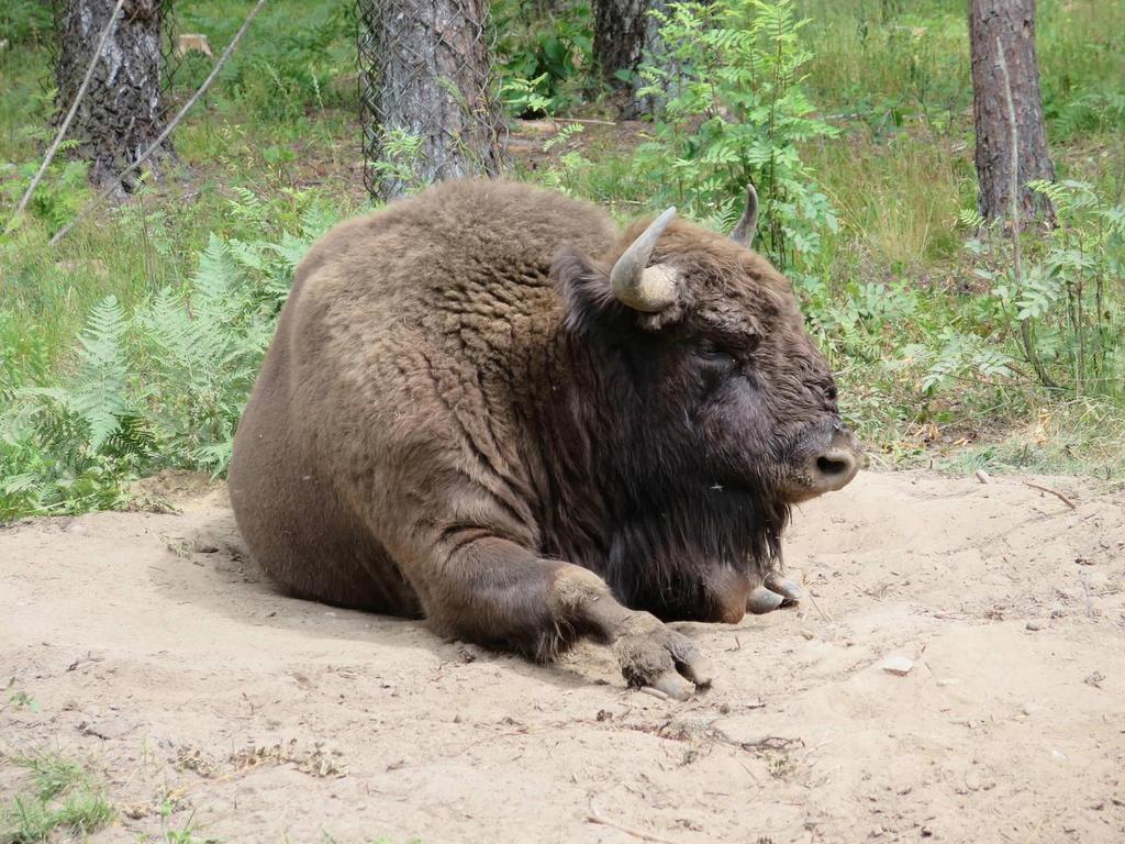 Bison in the National Park.