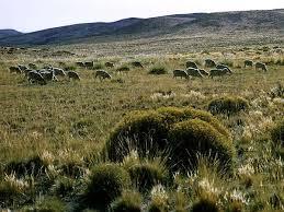 Primarily located in Argentina but is partly located in Uruguay and Brazil Vast plain dominated by grasslands 300,000