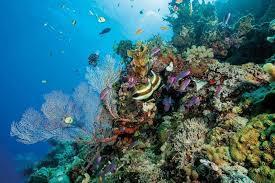 Largest reef in the world at over 130,000 square miles in size Spans 1,400 miles from north to south off Australia s east coast The