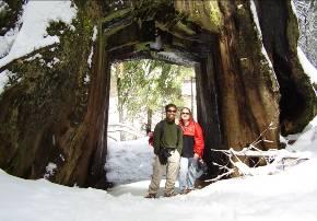 GUIDED RECREATION & WELLNESS SNOWSHOEING Giant Sequoia Guided Snowshoe Walk Experience the beauty of a snow covered Yosemite and the majesty of the Giant Sequoias on this 3-mile round trip snowshoe