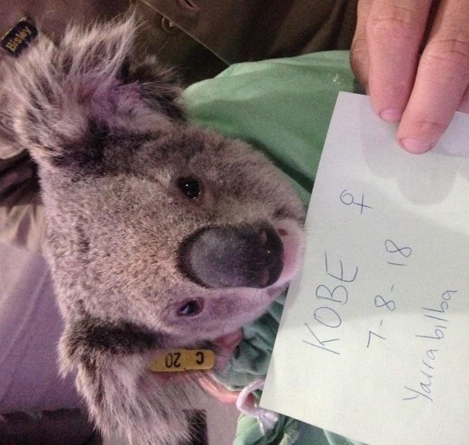 Kobe (13495) This female koala was first captured in March 2018 and the collected urogenital swab sample later tested positive for Chlamydia.