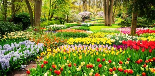 Keukenhof Gardens Explore the world s largest spring garden at Keukenhof. Seven million flowers in 800 varieties will be on display across 80 acres.