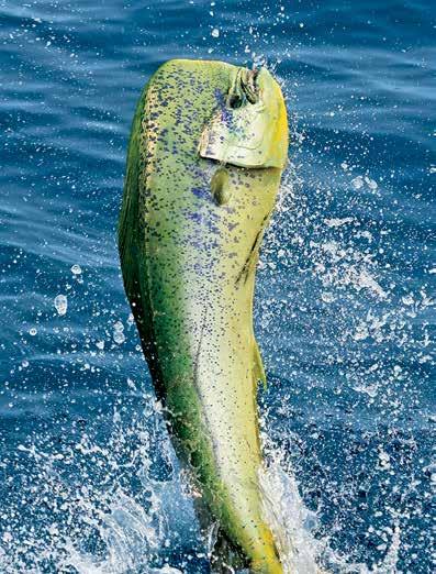 Courtesy of Picante Sportfishing Sportfishing Begins Where Land Ends 32 Los Cabos has long been the destination of choice for the world s most adventurous and active travelers.