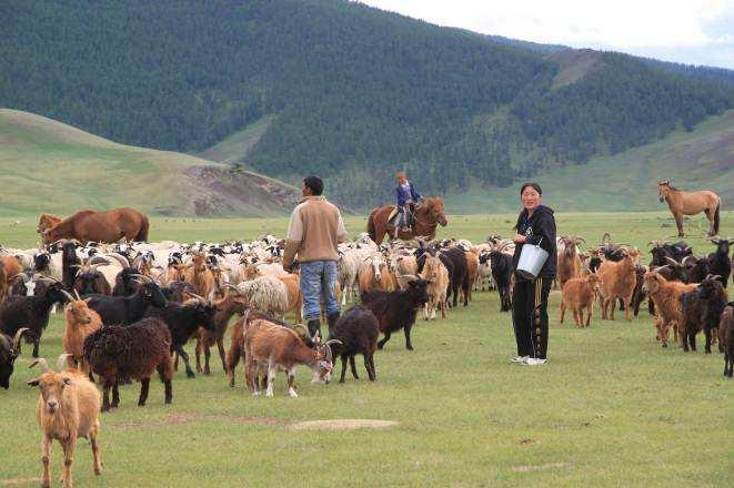 Each ger camp is home to a family whose daily lives are punctuated by the care of their herds: milking mares, sheep, goats and dris (female yaks), caring for sick or debilitated animals, moving