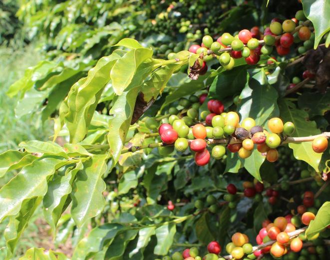 Coffee Plantation: A visit to a coffee plantation with explanations and demonstrations of the different points of maturity of the fruits, manual harvesting (melting and shaking) and mechanized