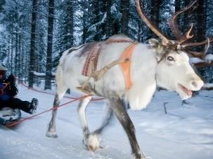 Recommended expedition itinerary 1 Arrive Kuusamo Transfer to Basecamp Oulanka, situated in a remote, wonderful, unspoiled wilderness overlooking Juuma lake and backing onto Oulanka National Park.