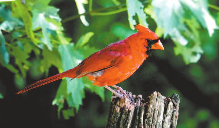 Citizen Science: National Bird Day Join the Waukegan Park District as it celebrates National Bird Day on Friday, January 5, 2018. Did you know the world has almost 10,000 bird species?