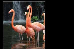 Kuala Lumpur Bird Park Kuala Lumpur is a popular tourists attraction that is located adjacent to the Lake Garden.