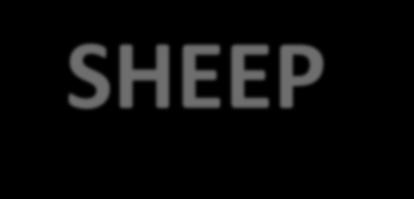 SHEEP &