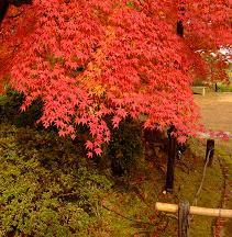 seasonal recommended gardens Other seasons: Tenryu-ji temple, Daitoku-ji temple and three more guide s seasonal recommended gardens Or please