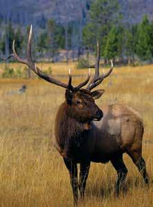 Most notable are the big game species including elk, moose, Mule deer and antelope.