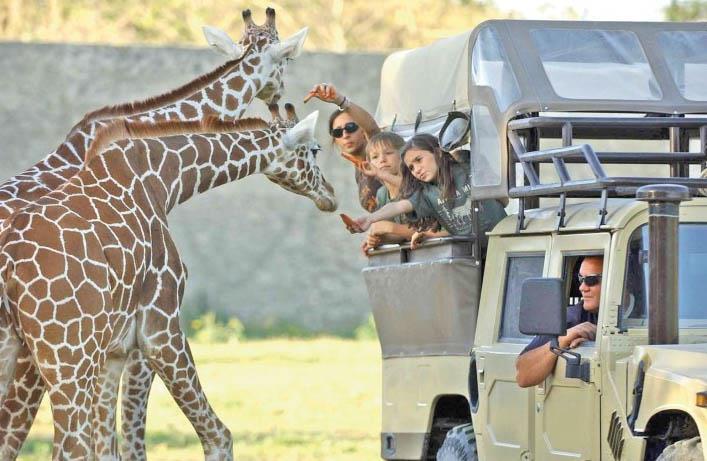 PUERTO CARRILLO AFRICAN SAFARI TOUR This natural private reserve boasts a select collection of over 150 exotic African animals in a non disturbing African savannah-like environment.