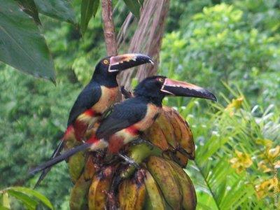 ARENAL BIRD WATCHING TOUR Join a 4 hour bird watching tour. This is a 3 kilometer walk through the exuberant Arenal s Rainforest.