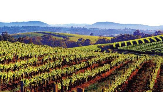 the Hunter Valley region enjoying great food and amazing wines to excite your taste buds.