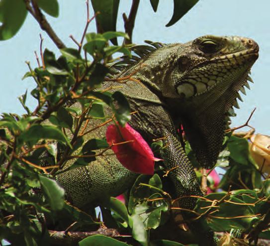 Photo by Vuillemin Bernie. Friendly iguana in Guadeloupe. Flower photo by Karyn Christner. Botanical Gardens of Nevis. ST.