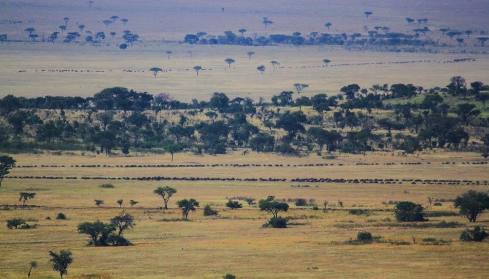What was causing all the commotion? What was it that was captivating the attention of everyone in the Serengeti? What else, but the Great Migration!