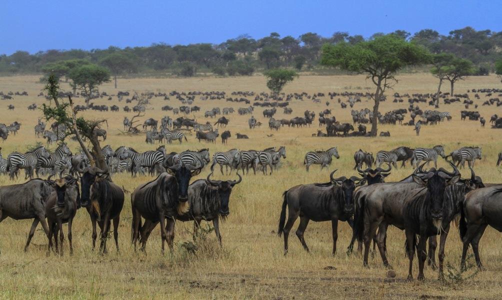 The gnus were crossing the Grumeti River into the Grumeti Game Reserve at an area we call the triangle.