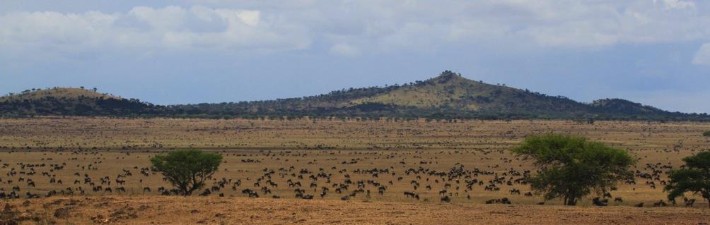The wildebeest, which usually begin filtering into Singita Grumeti in June, arrived three months earlier than expected.