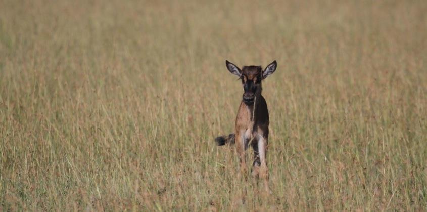 The plight of the wildebeest calf At Singita Grumeti we are used to bigger calves arriving with the migration, but because of the early arrival all of the calves were still very young, ranging from a
