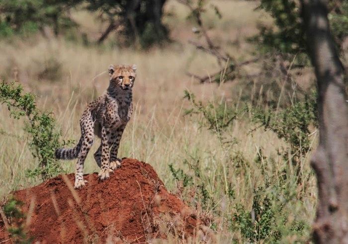 (Above photos by Ryan Schmitt) Sightings update Lion: 84 Leopard: 16 Cheetah: 12 Elephant: 46 Buffalo: Multiple sightings daily Special sightings Python on Butamtam Drainage, on northern side of