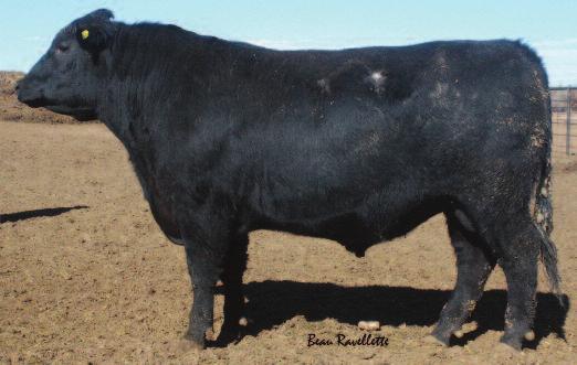 BLEVINS 814Z ERISKAY 2190 83 673 104 4 2.5 37 62 6 21 7.34 27.91 k This meatwagon is out of a first calf heifer. Weaned and grew well. Loaded with muscle.