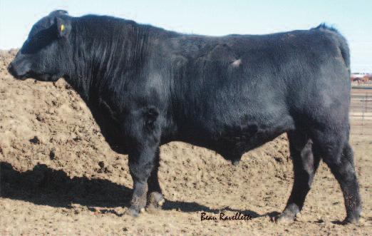 2 Year Old Bulls BAA OLD SPICE 3274B 3274 BD: 05/04/2013 Reg No:17802600 Tattoo: 3274 BAA OLD SPICE 157A BAA OLD SPICE 070A B A A BLACKBIRD 326A BLEVINS PRIME SOLUTION 8609 BAA DAISEY 016A BLEVINS