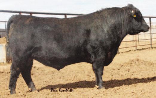 9064 83 754 117 3 1.2 42 71 5 25-3.87 36.60 k 070 son out of a perfect uddered dam. Granddam has a perfect udder and raises big calves. Should work on heifers.