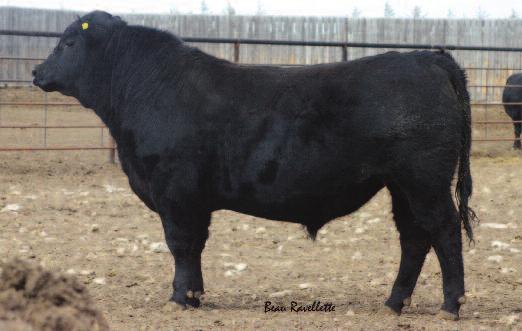 His dam is an own daughter of 1915 and raised this powerhouse at 12 years old. Dam and Granddam are both pathfinders.