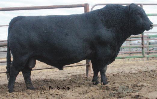 31 Ballard 628 was chosen as a complete package herd sire from northern Montana. He was proven in the Gary Funk program and exhibited flawless structure, disposition and pedigree.