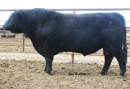 E Herd Reference Sires E COLE CREEK ENCORE 451 BD: 02/19/2011 Reg No: 17039930 Tattoo: 451 SHOSHONE ENCORE 6310 C A R MISS FOREVER 546 COLE CREEK ENCORE 49N COLE CREEK INCITER 253 COLE CREEK EILEEN