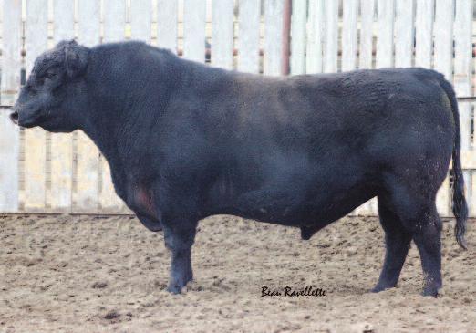24 19 8.12 31.67 Encore 451 is a full brother to the best cow producing sire ever used at Broken Arrow Angus, Cole Creek 49N Encore 62S.