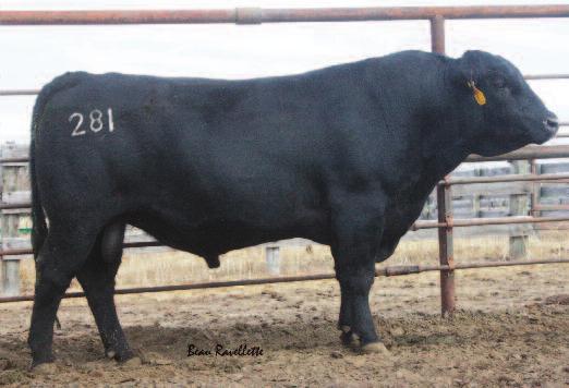 77 This is another Ballard son we chose to carry on the Ballard influence in our cowherd. His dam, 219, will calve again in 2015 at 13 years old.