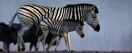 In 2014, Oryx The International Journal of Conservation published a study proving that a population of zebra undertake the longest big-mammal migration in Africa.