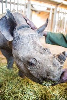 GREEN RENAISSANCE RHINO DNA DATABASE The collection and management of rhino DNA samples specifically to trace and prosecute criminals is an essential service provided by the Veterinary Genetics